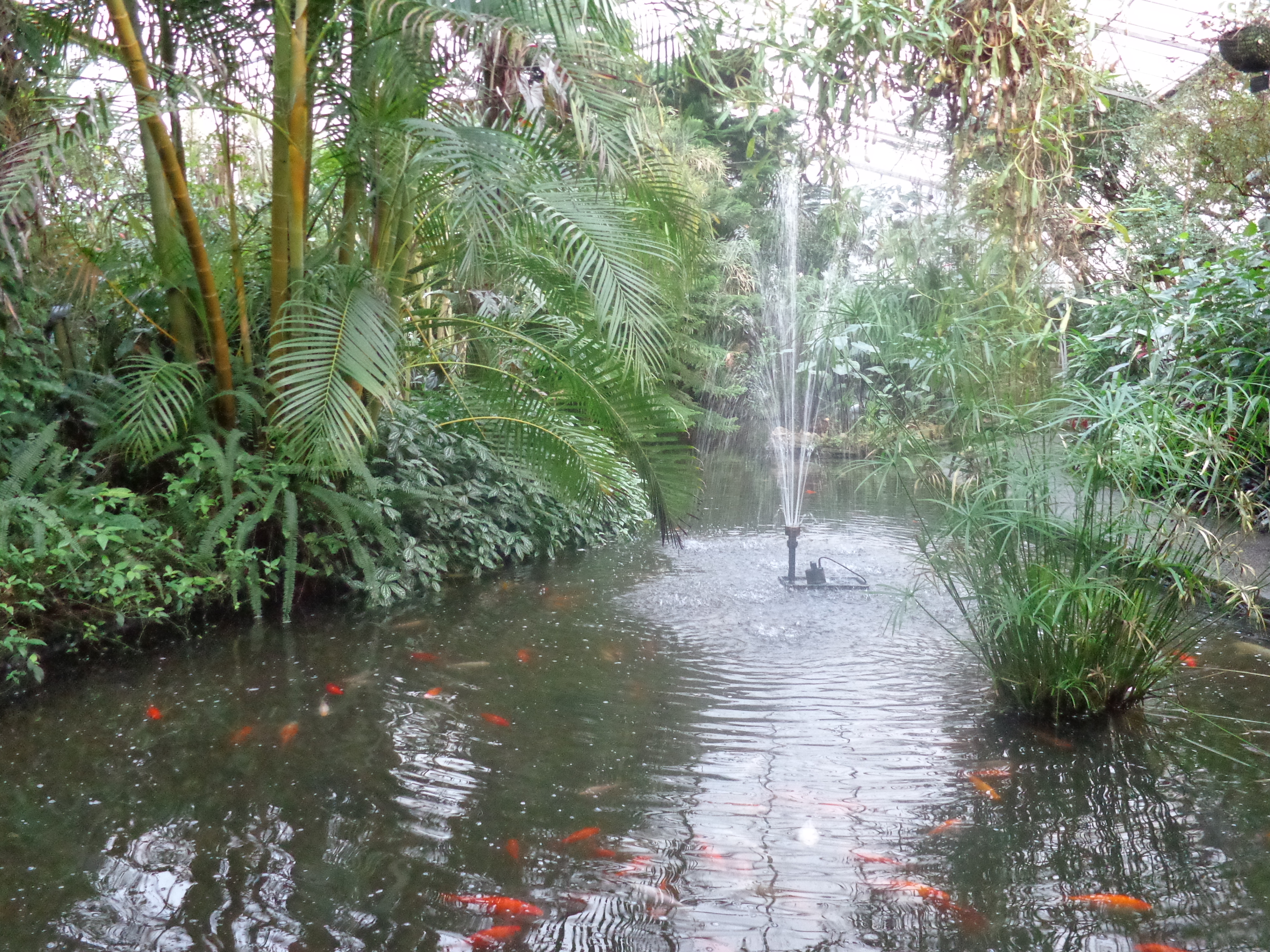 Roath park madebybaurley for Koi pond greenhouse